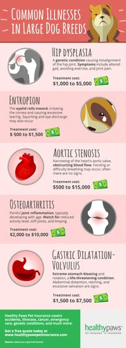 Happy dog with pet insurance protection